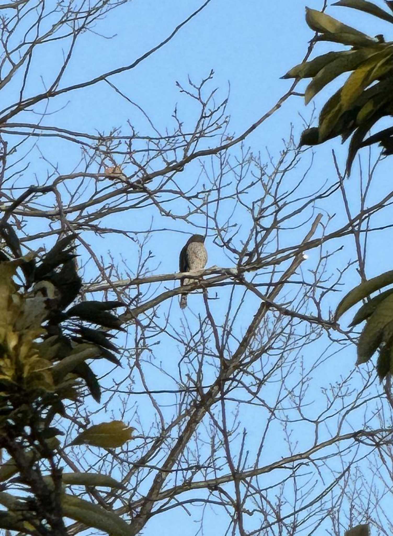 Japanese Sparrowhawk