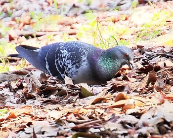 カワラバト 大仙公園 2024年3月14日(木)