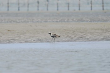 Sun, 8/20/2023 Birding report at 船橋三番