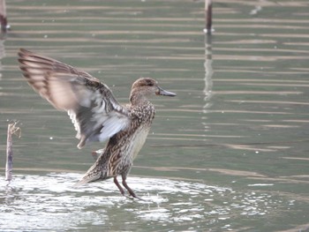 Sun, 3/3/2024 Birding report at 西池（滋賀県長浜市）