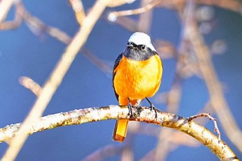 Daurian Redstart 佐貫観音 Sat, 3/9/2024