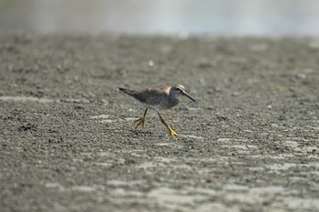 Grey-tailed Tattler 船橋三番 Sun, 8/20/2023