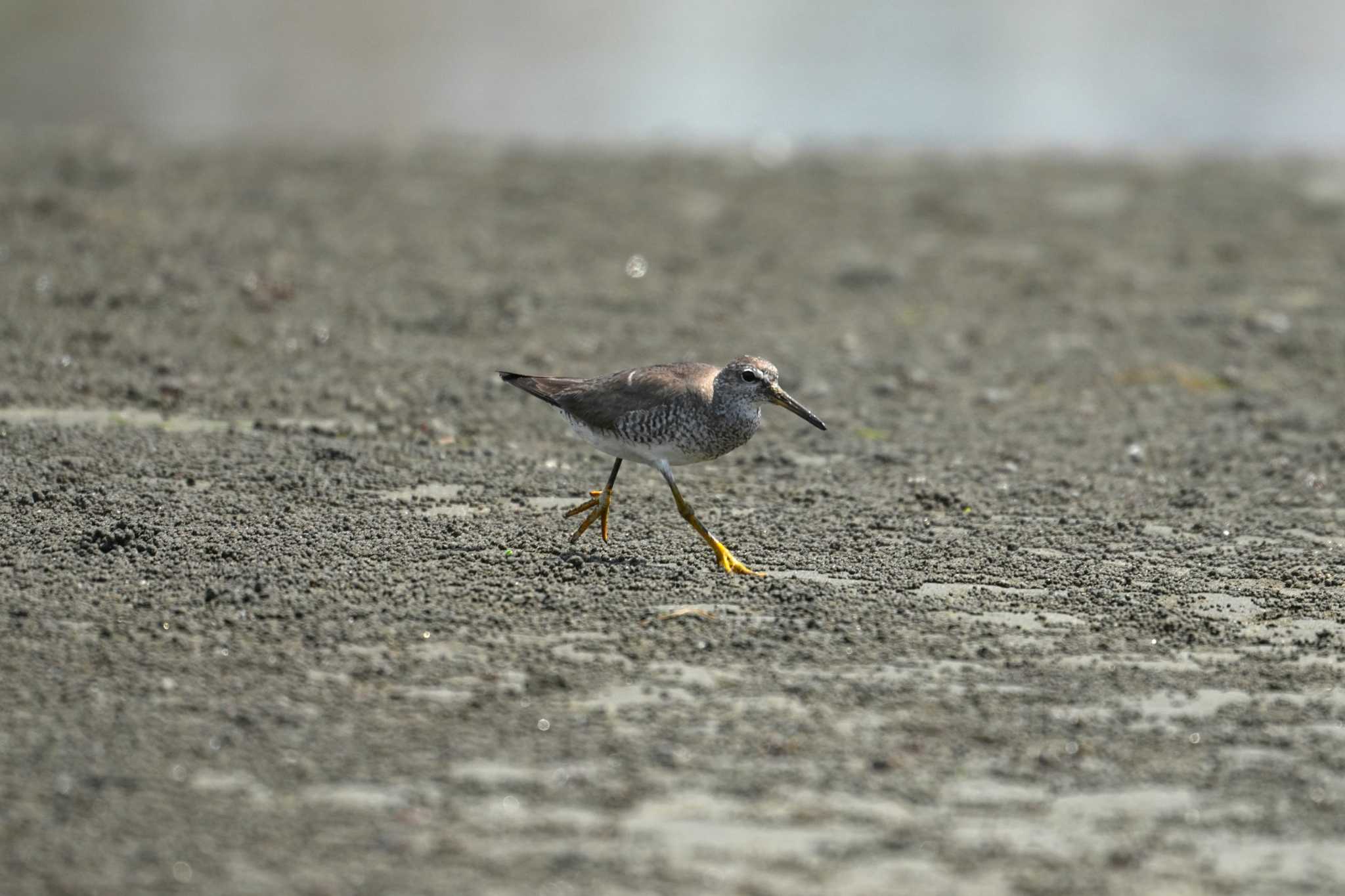 Photo of Grey-tailed Tattler at 船橋三番 by na san