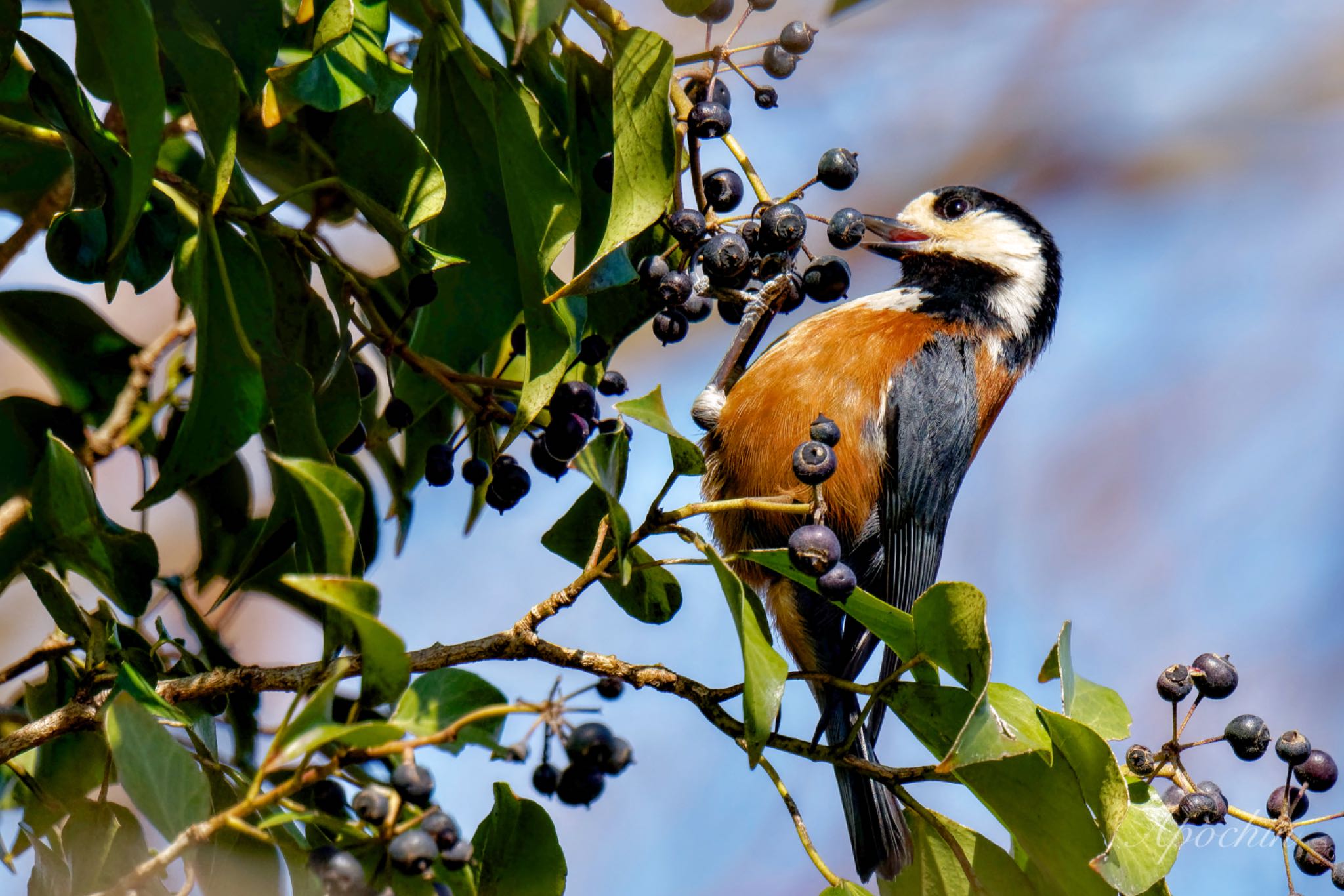 Photo of Varied Tit at 権現山(弘法山公園) by アポちん