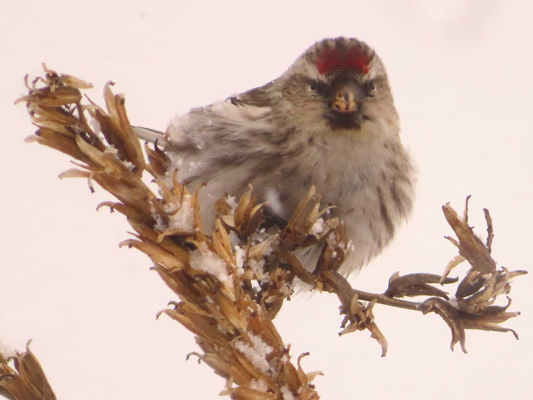 Photo of Common Redpoll at Makomanai Park by ゆ