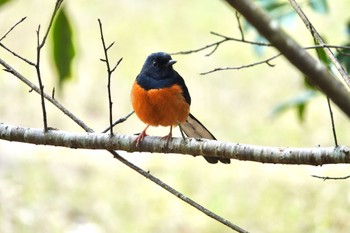 White-rumped Shama 台中都会公園(台湾) Sun, 1/28/2024