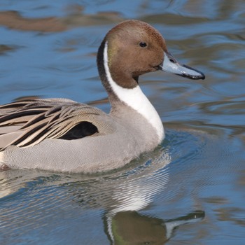 Northern Pintail Shakujii Park Sun, 3/3/2024