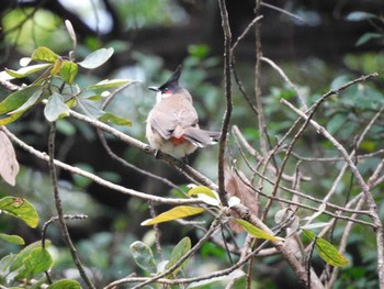 Red-whiskered Bulbul 九龍公園 Mon, 3/4/2024