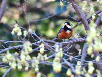 Varied Tit Yoyogi Park Fri, 3/15/2024