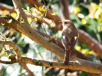 Daurian Redstart Meiji Jingu(Meiji Shrine) Fri, 3/15/2024