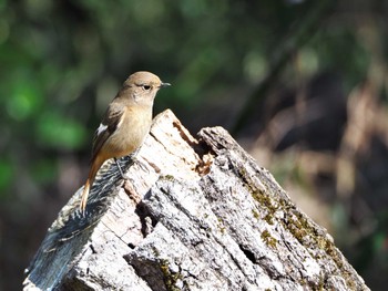 Daurian Redstart Meiji Jingu(Meiji Shrine) Fri, 3/15/2024