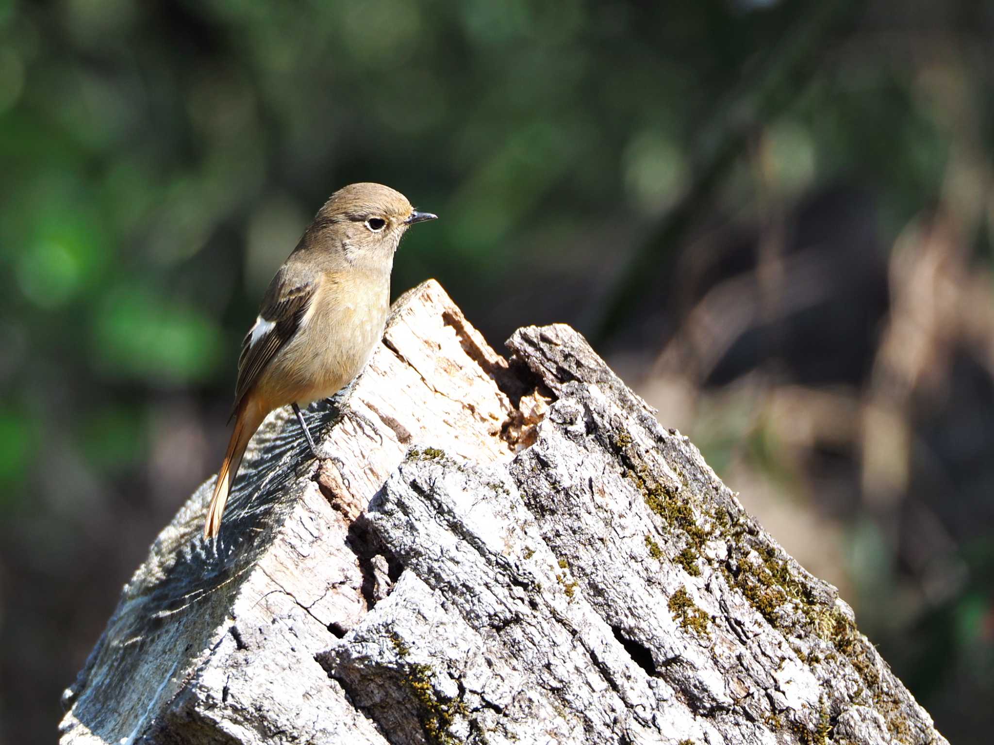 Photo of Daurian Redstart at Meiji Jingu(Meiji Shrine) by y-kuni