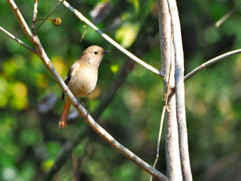 Daurian Redstart Meiji Jingu(Meiji Shrine) Fri, 3/15/2024