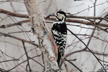 White-backed Woodpecker Makomanai Park Fri, 3/15/2024