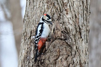 Great Spotted Woodpecker Makomanai Park Fri, 3/15/2024