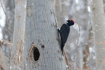 Black Woodpecker Makomanai Park Fri, 3/15/2024