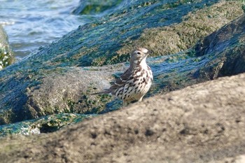 Water Pipit Kasai Rinkai Park Fri, 3/15/2024