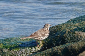 Water Pipit Kasai Rinkai Park Fri, 3/15/2024