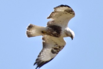 Rough-legged Buzzard 利根川 Fri, 3/15/2024