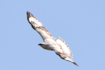 Rough-legged Buzzard 利根川 Fri, 3/15/2024