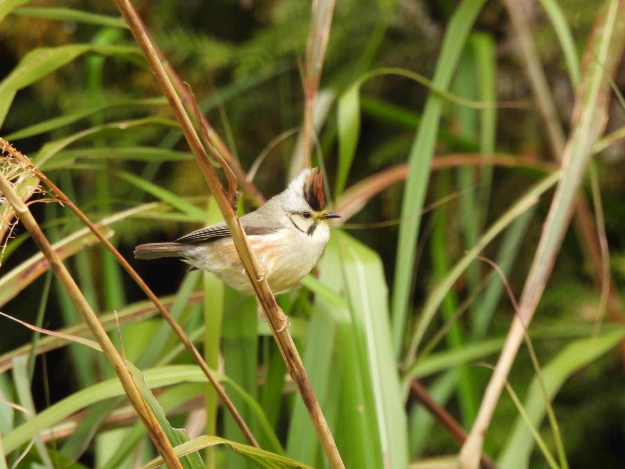 Photo of Taiwan Yuhina at 阿里山国家森林遊楽区 by カモちゃん