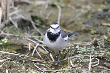 Mon, 12/10/2018 Birding report at 加木屋緑地