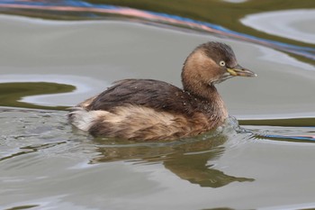 カイツブリ 明石公園 2024年2月4日(日)