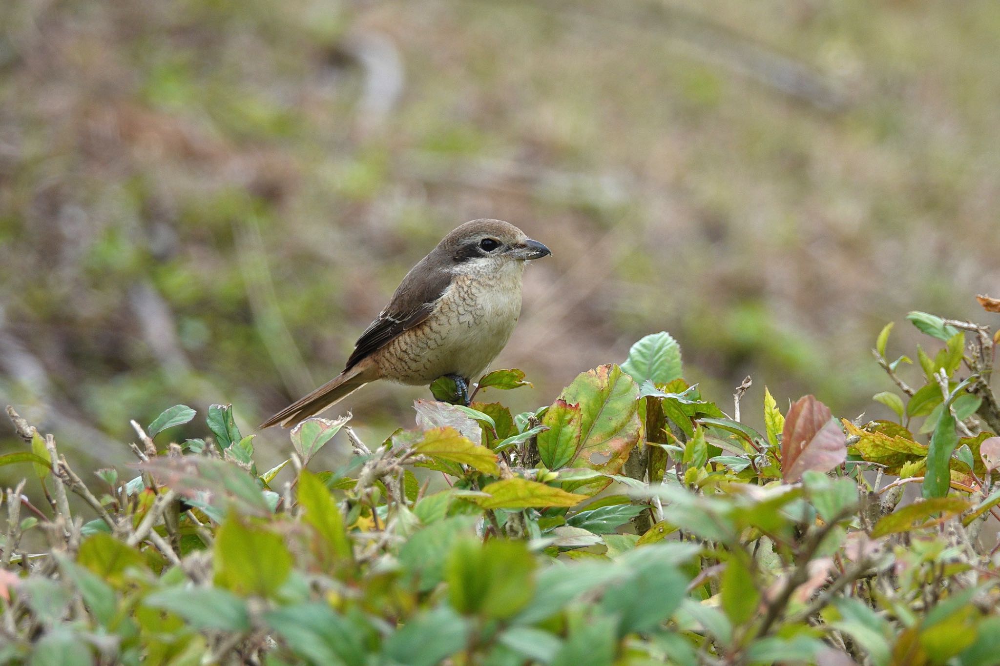 Photo of Brown Shrike(lucionensis) at 台中都会公園(台湾) by のどか