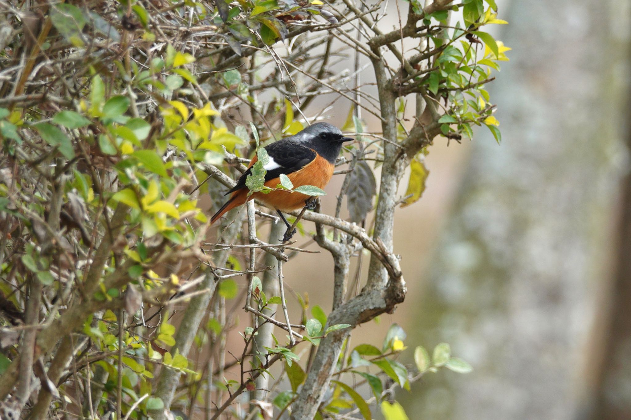 Daurian Redstart