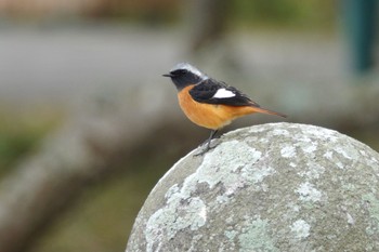 Daurian Redstart 台中都会公園(台湾) Sun, 1/28/2024