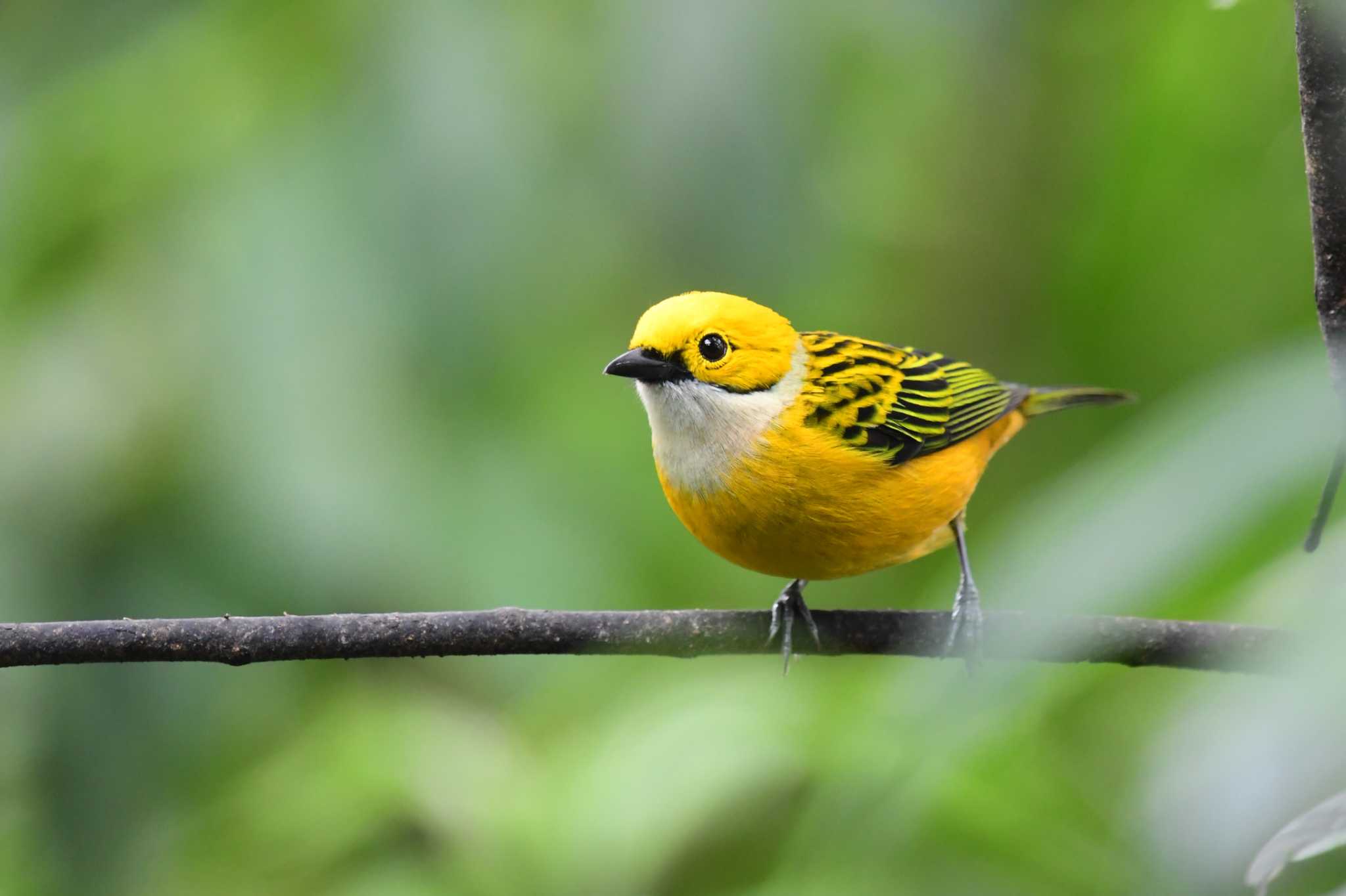 Photo of Silver-throated Tanager at コスタリカ by でみこ