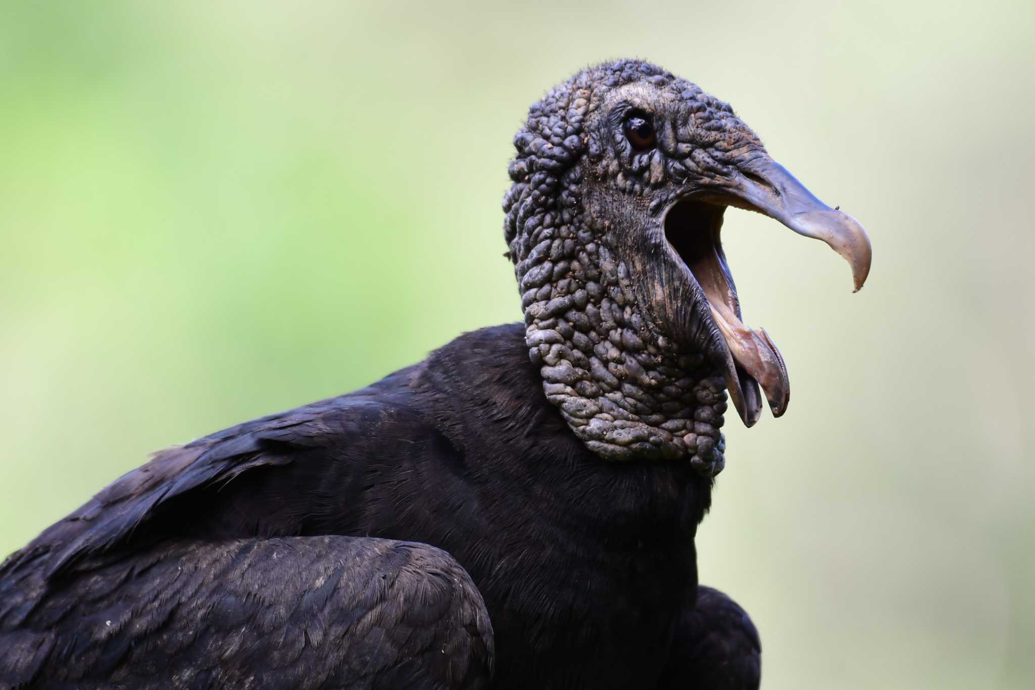 Black Vulture