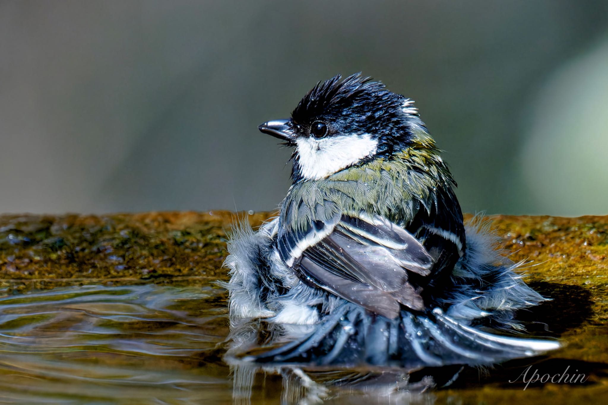 Photo of Japanese Tit at 権現山(弘法山公園) by アポちん