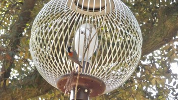 Varied Tit Nara Park Fri, 3/15/2024