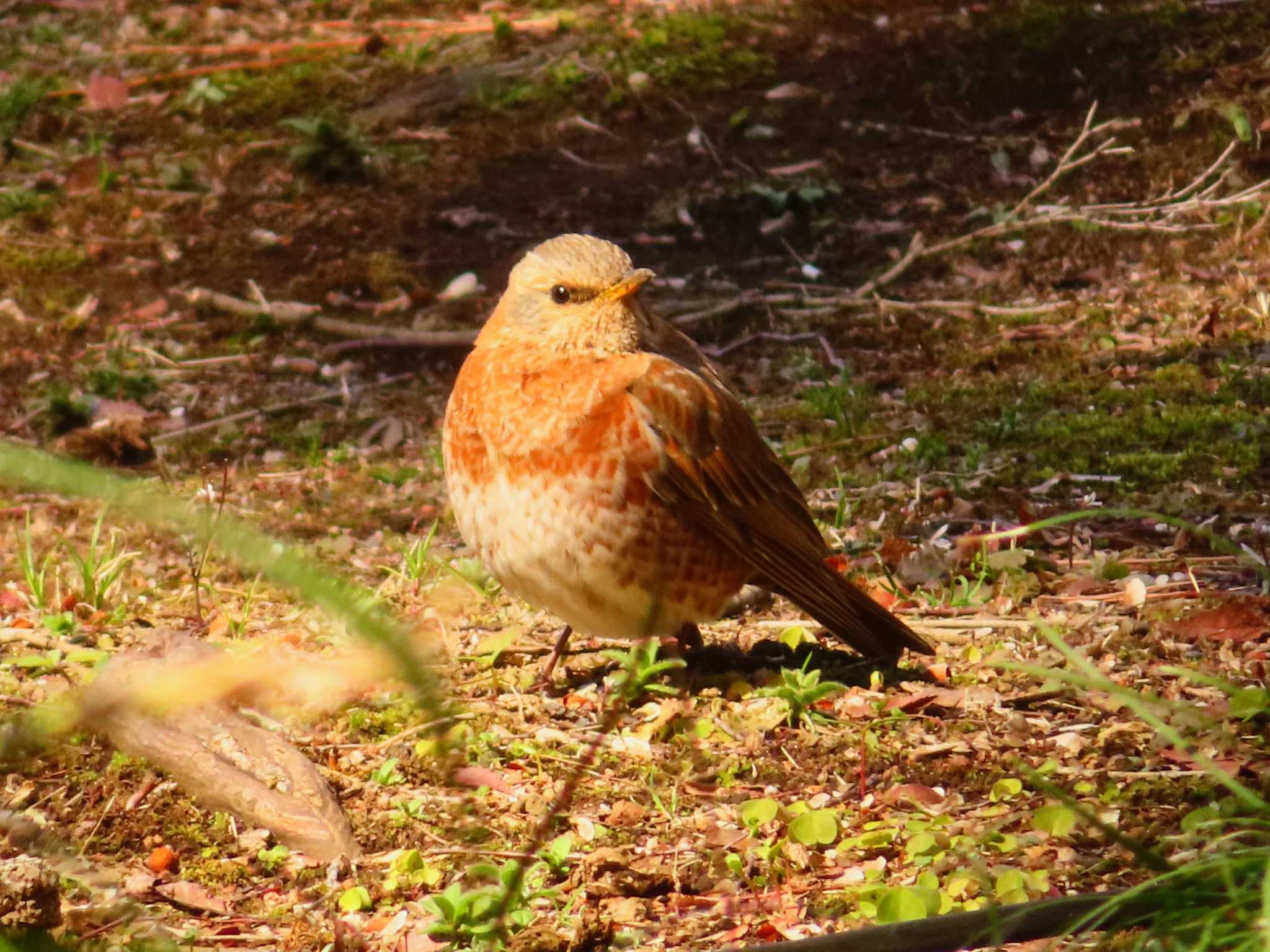 Photo of Naumann's Thrush at Rikugien Garden by ゆ