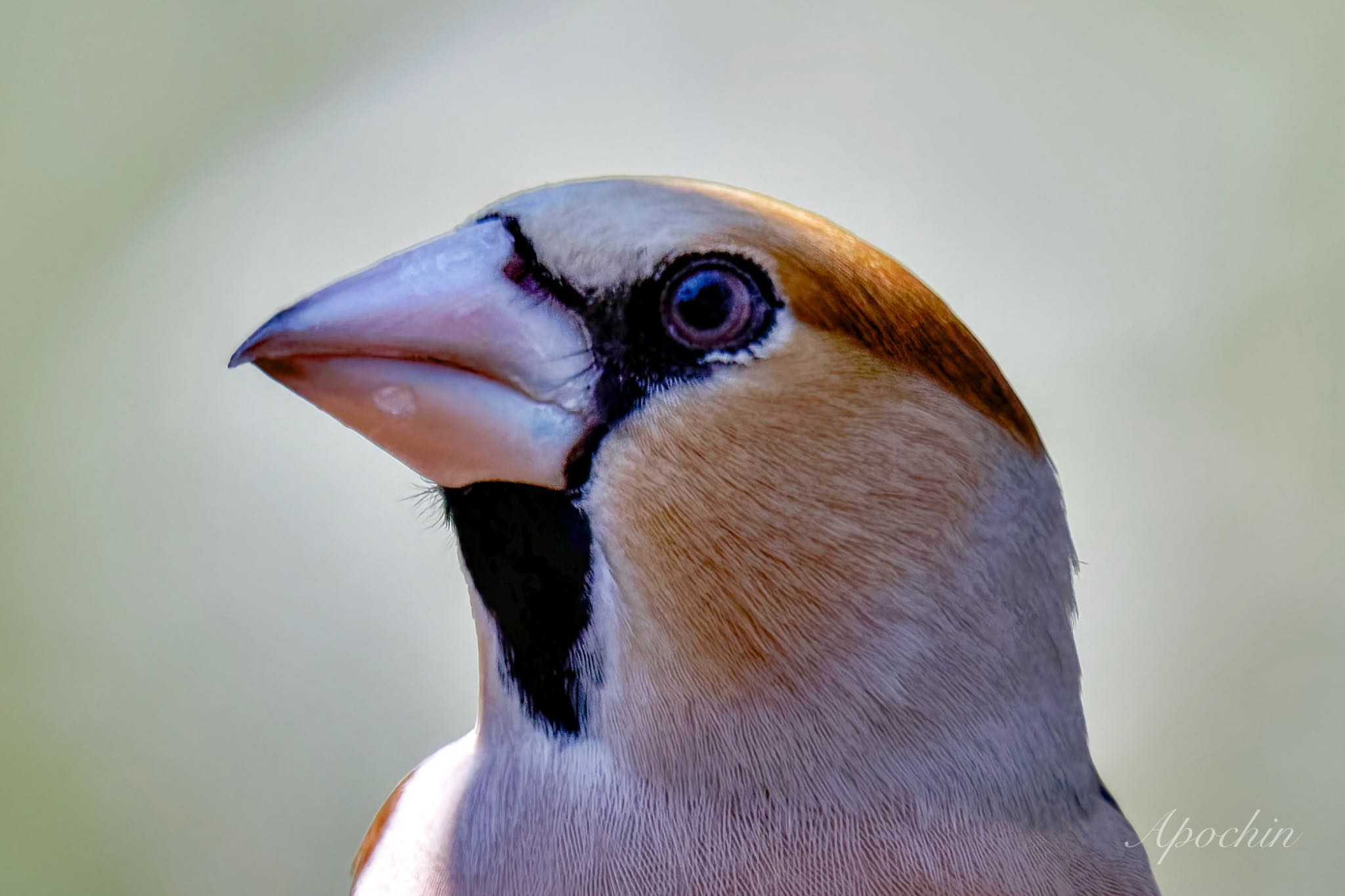 Hawfinch