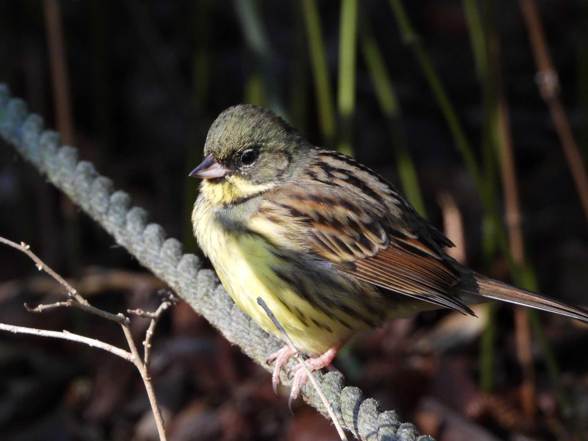 Photo of Masked Bunting at 大町自然観察園 by ときちゃん（ibis）