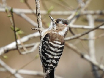 Fri, 3/15/2024 Birding report at Maioka Park