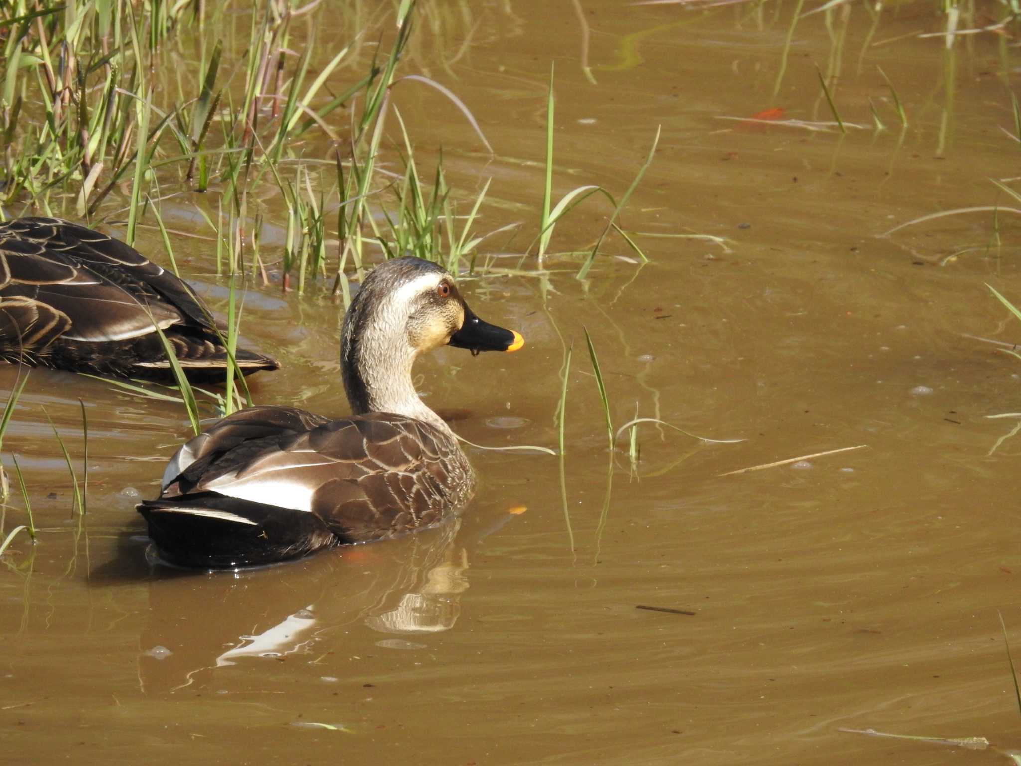 Eastern Spot-billed Duck