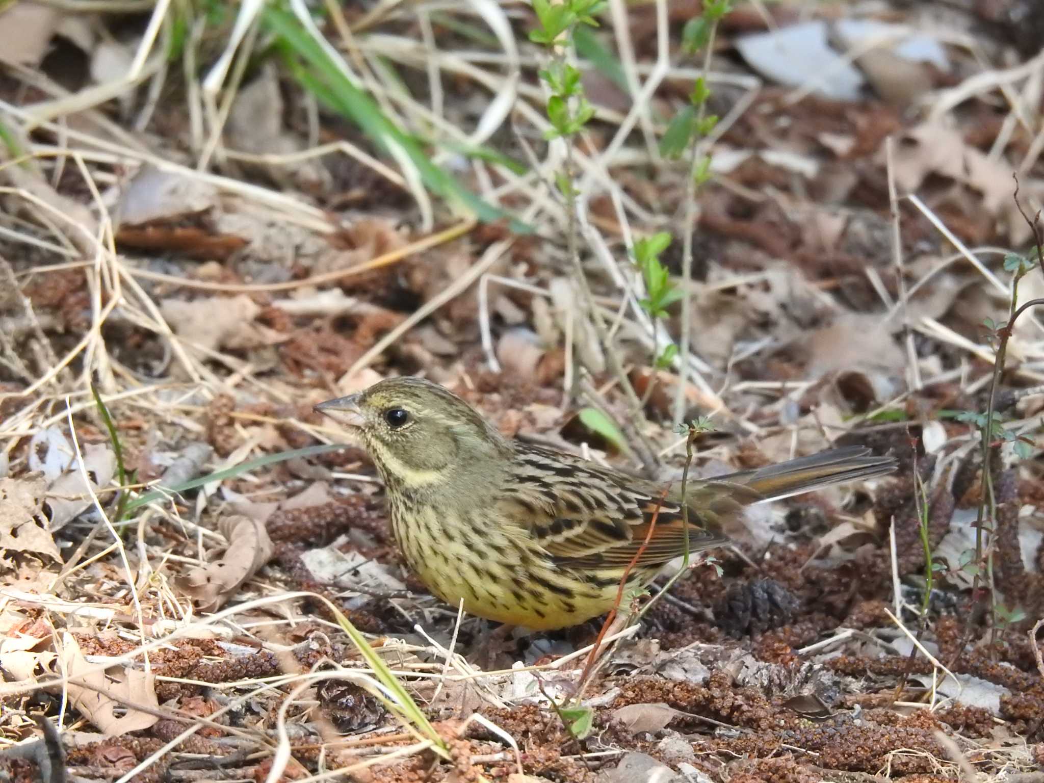 Masked Bunting