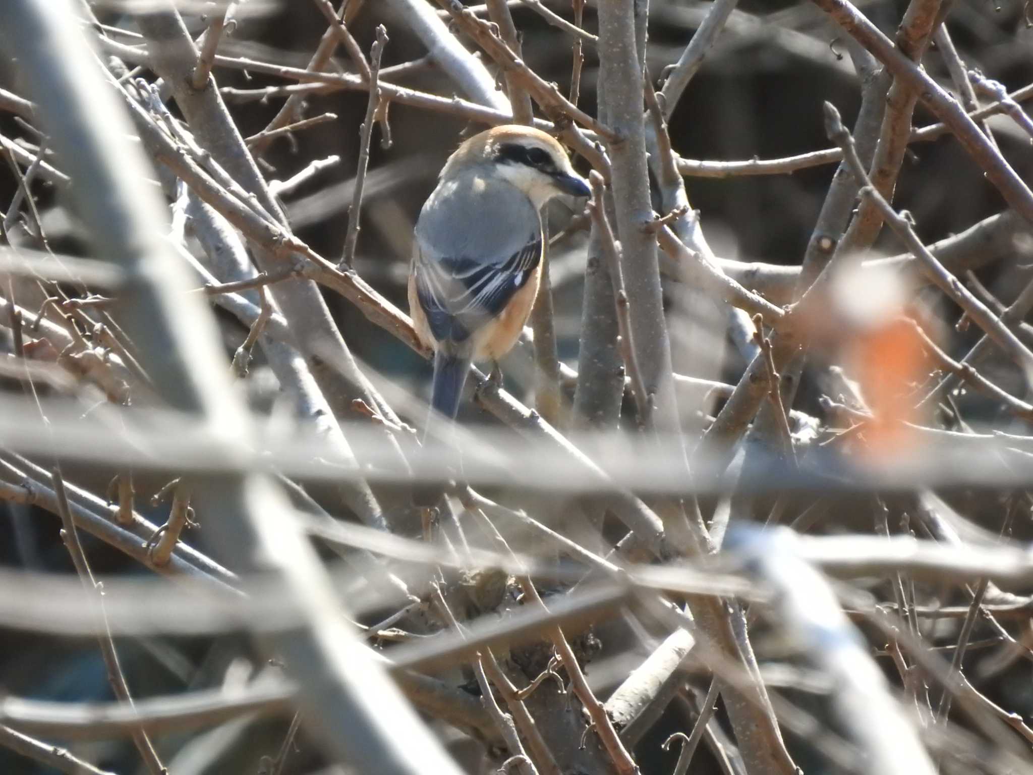 Bull-headed Shrike