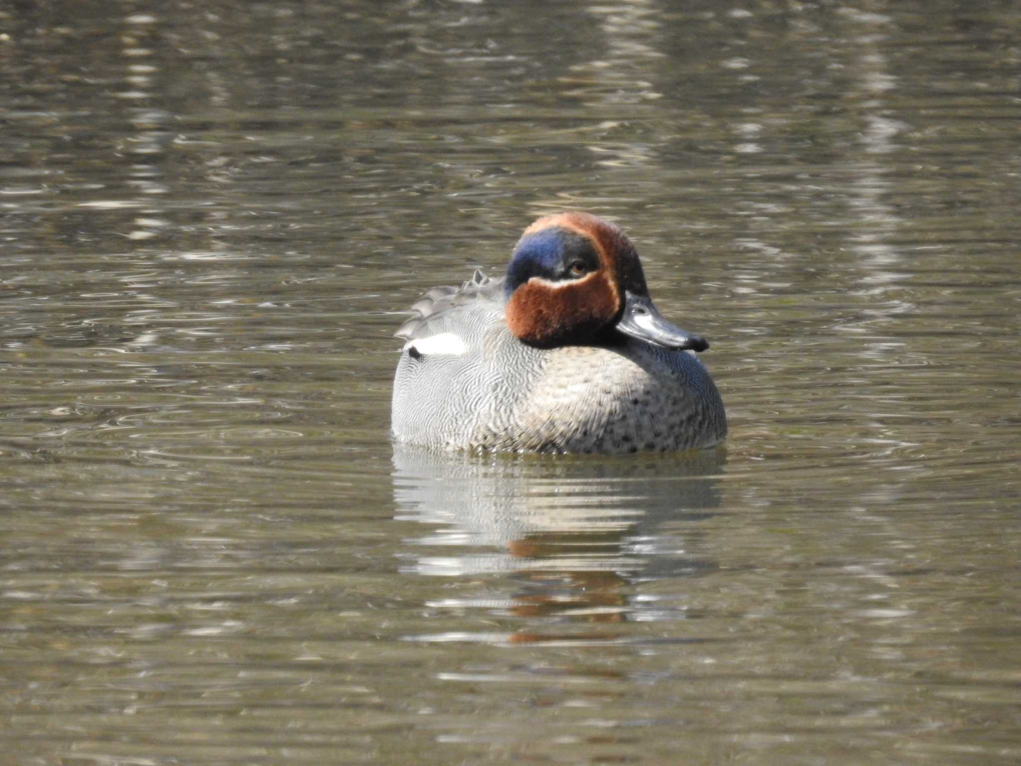 Eurasian Teal