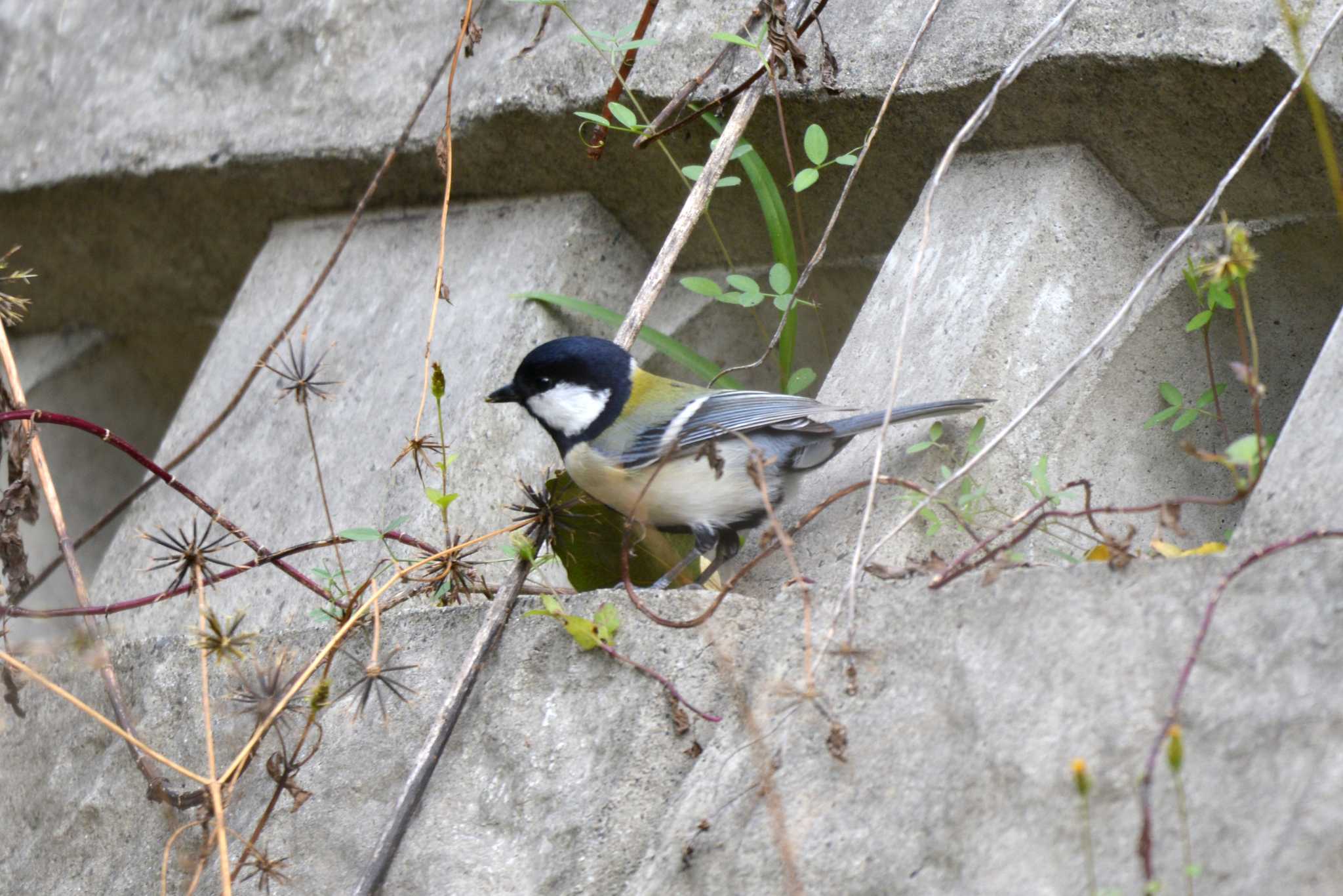 シジュウカラ