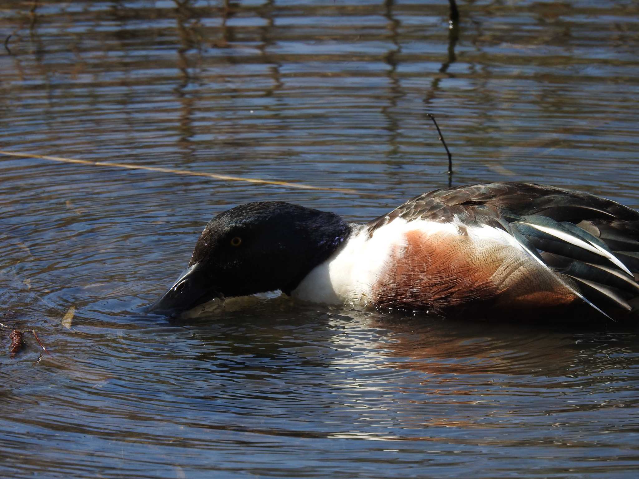 Northern Shoveler