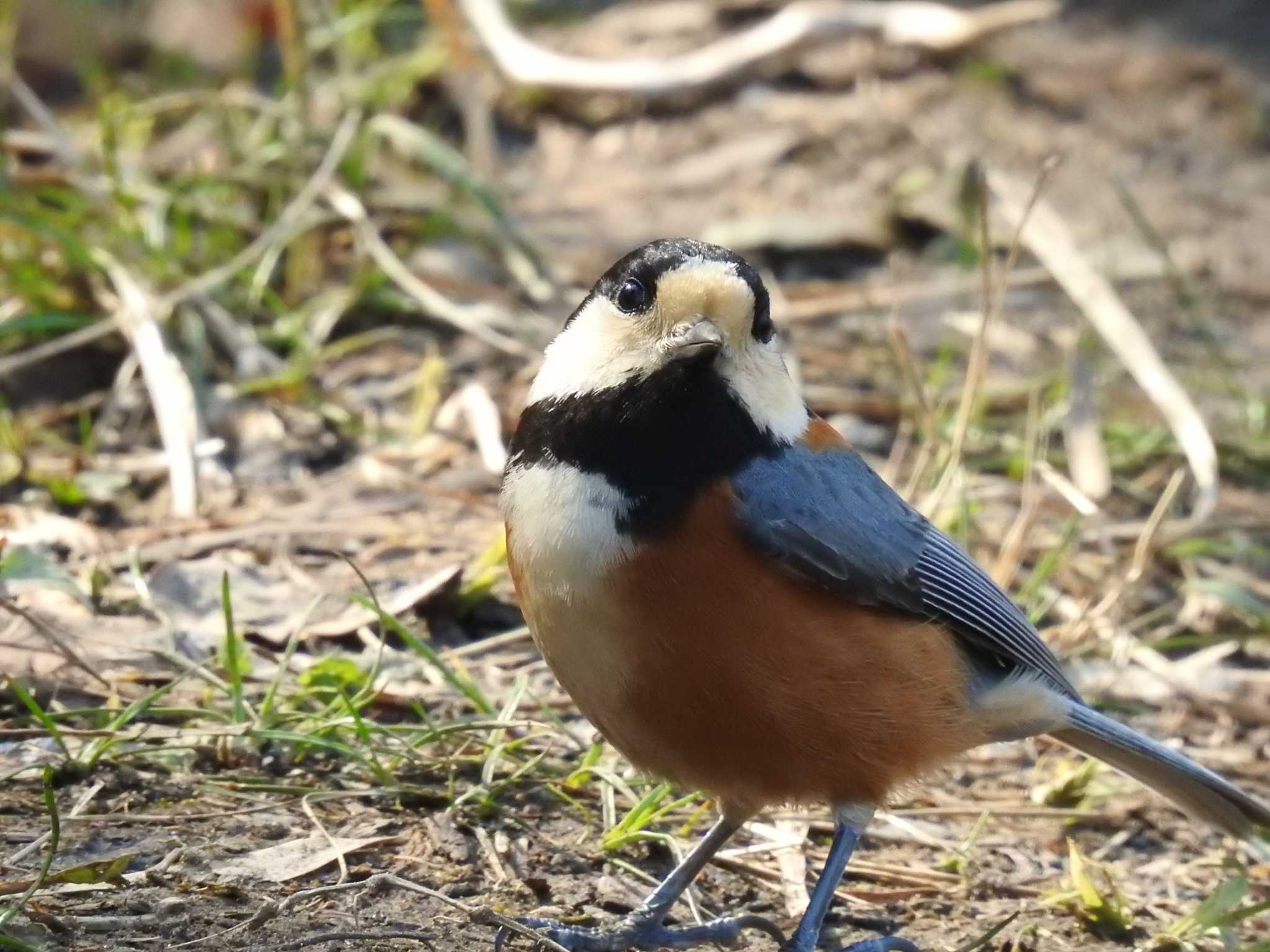 Photo of Varied Tit at Maioka Park by ライ