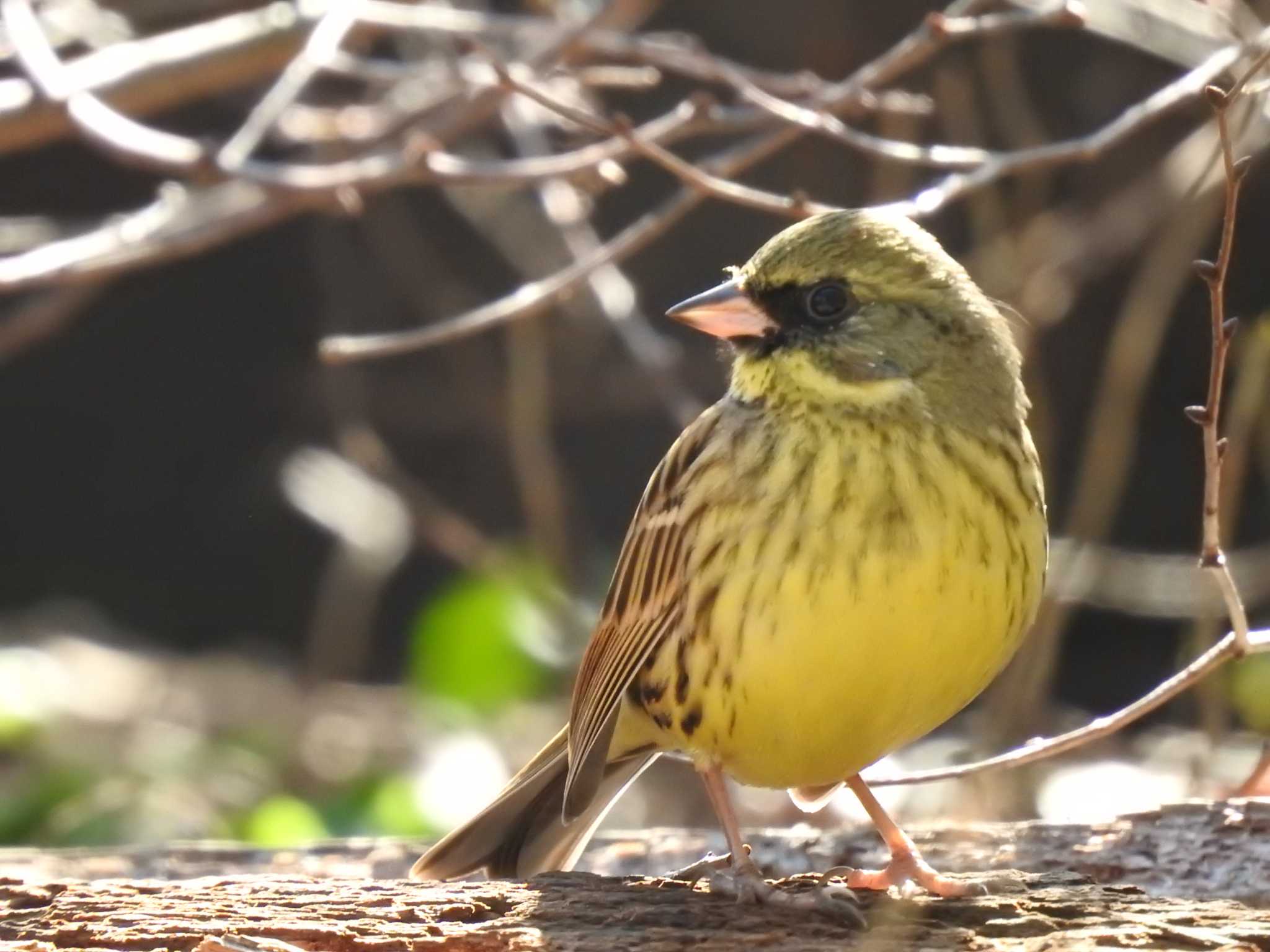 Masked Bunting