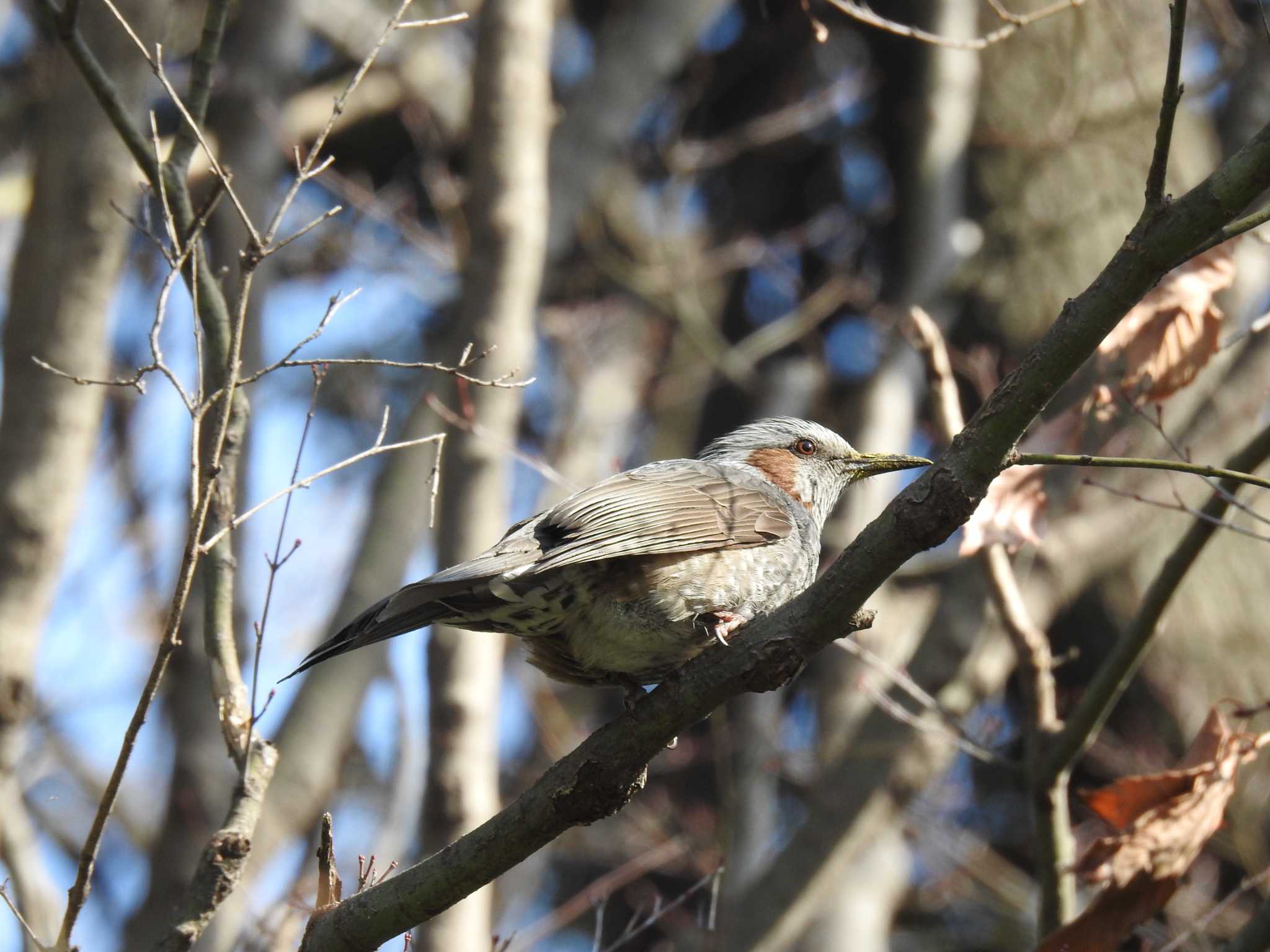 Brown-eared Bulbul