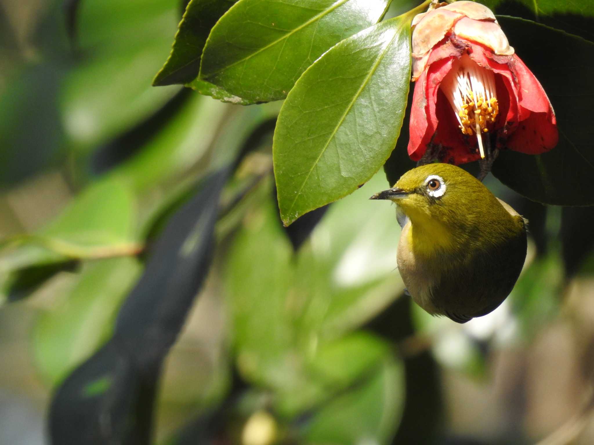 Warbling White-eye