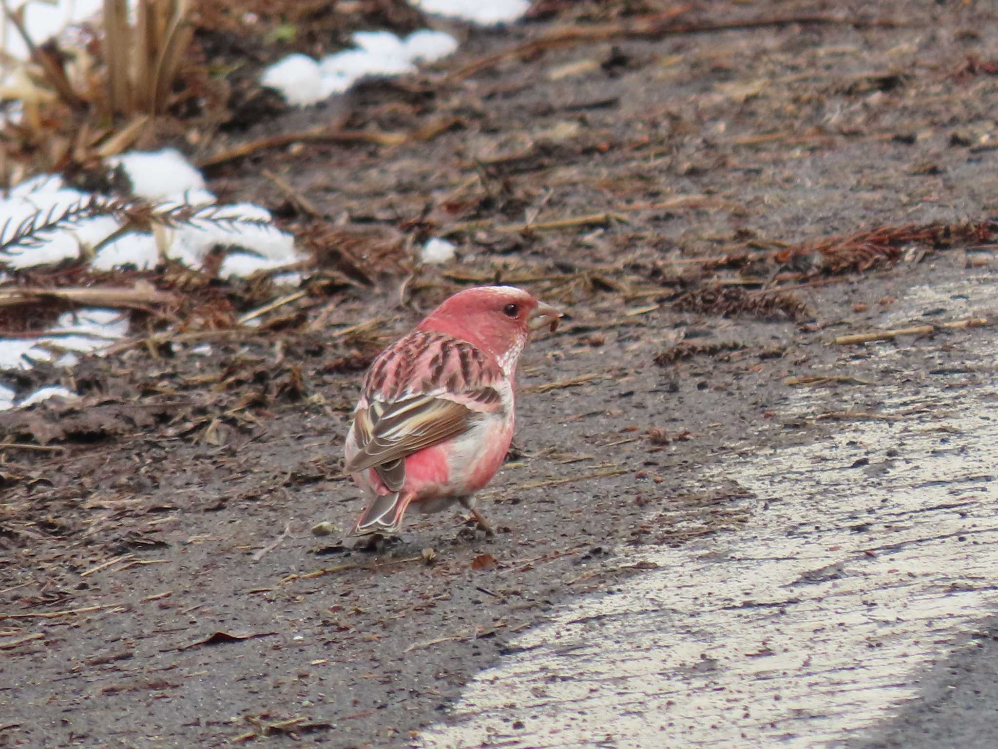 Pallas's Rosefinch