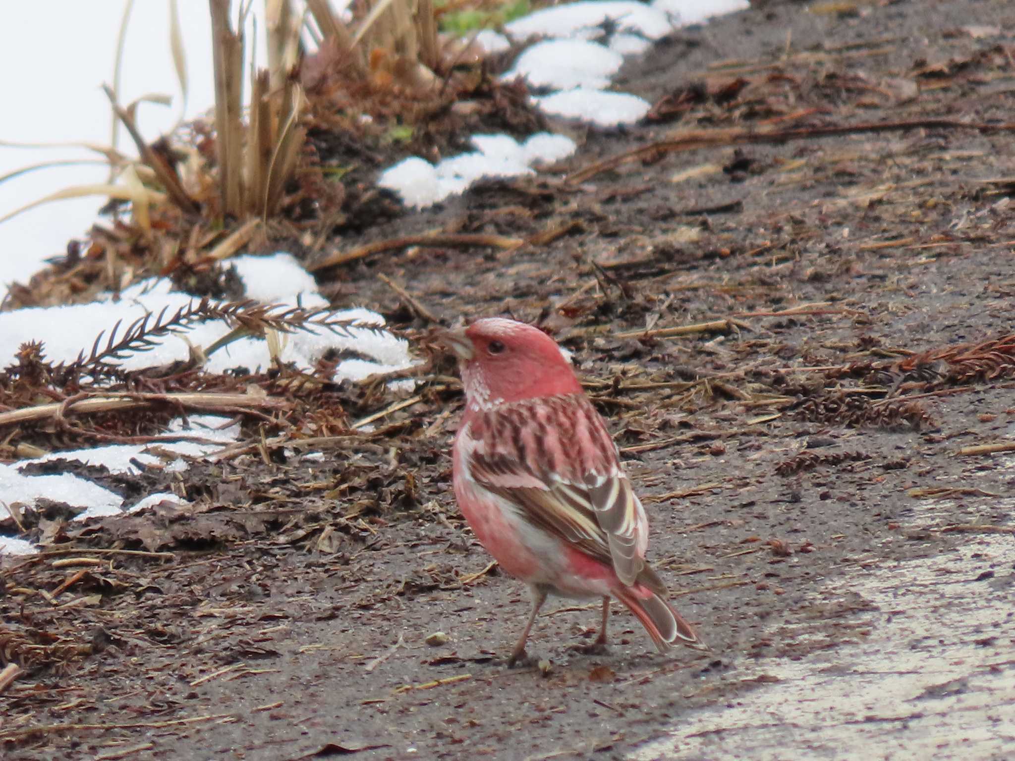 Pallas's Rosefinch